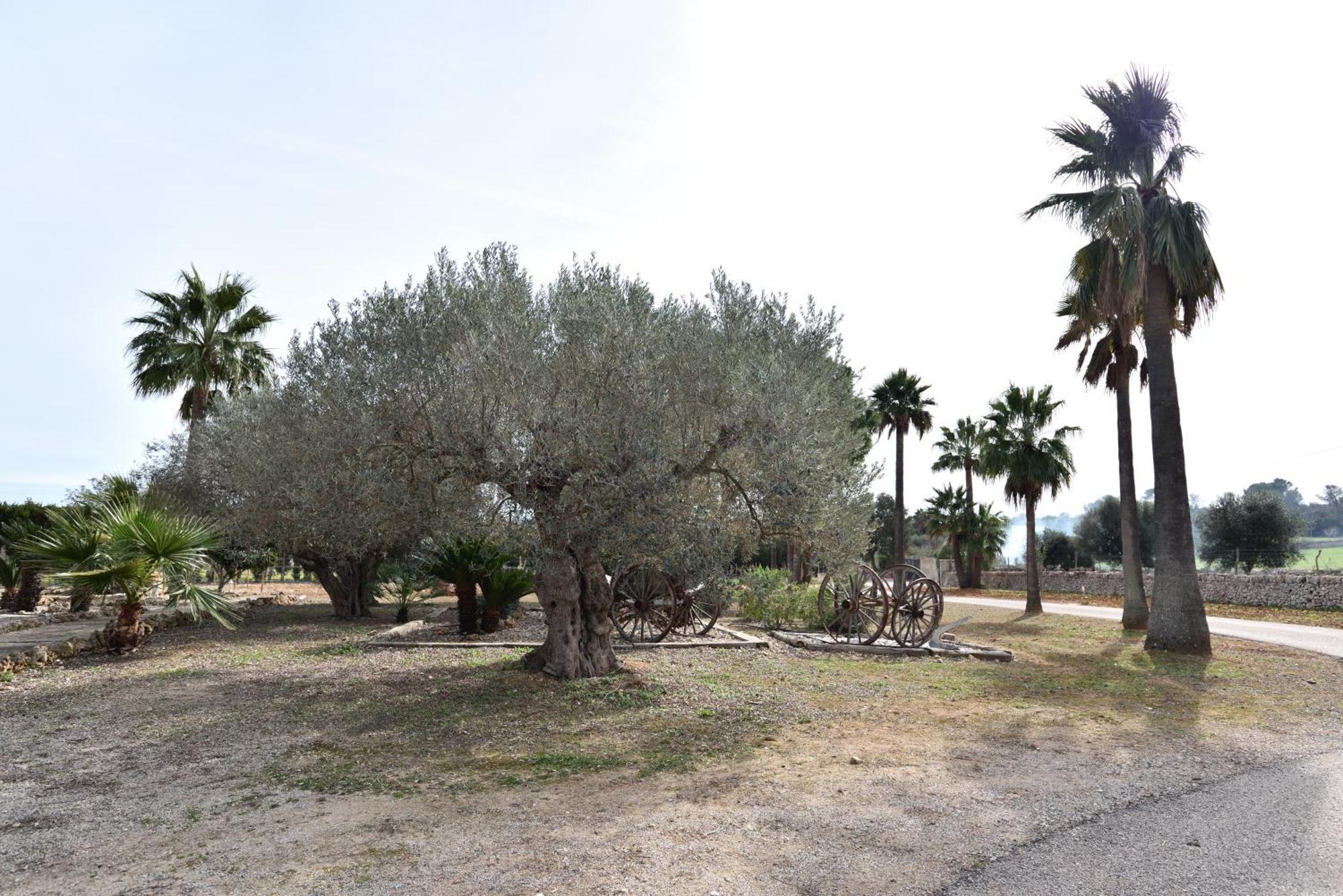 הוילה סינאו Sa Tanca Gran מראה חיצוני תמונה
